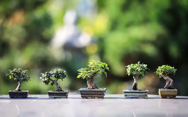 How Big Do Bonsai Trees Get