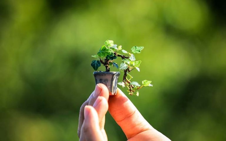 How Big Do Bonsai Trees Get