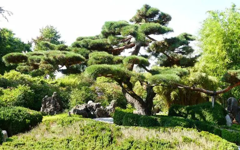 How Big Do Bonsai Trees Get