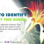 Identify a Money Tree Bonsai