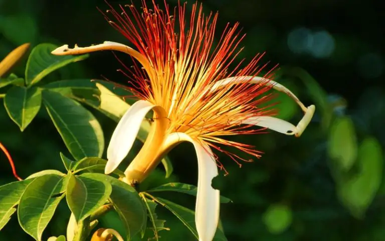 Identify a Money Tree Bonsai