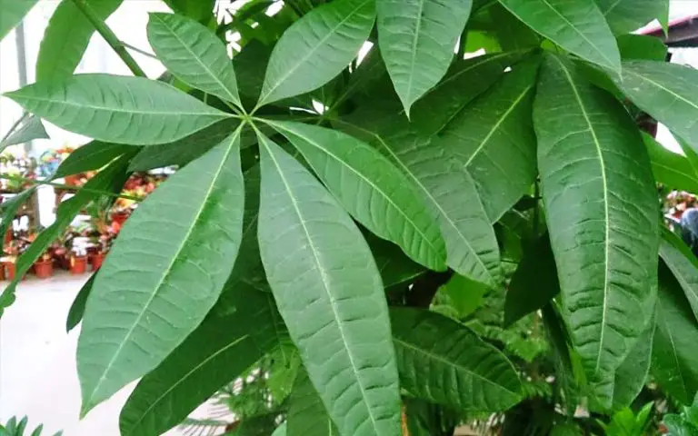 Identify a Money Tree Bonsai