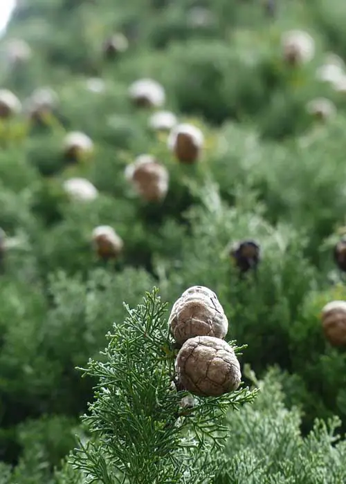 Italian cypress