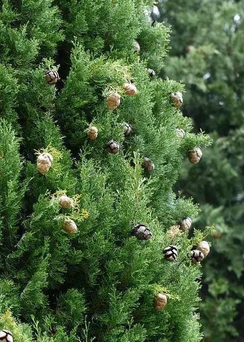 Italian cypress