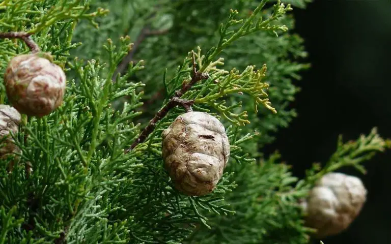 Italian cypress