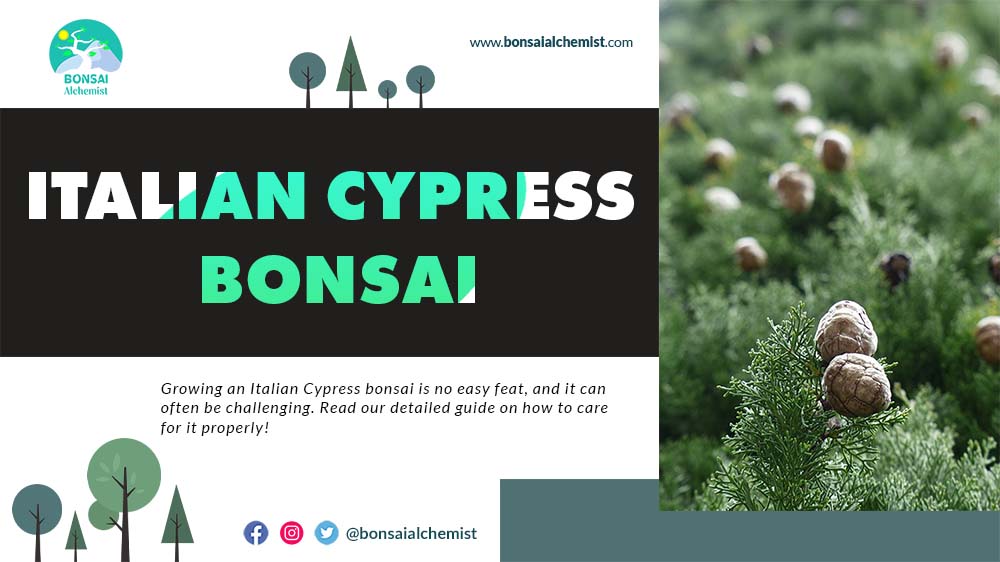 Mediterranean Cypress Cupressus sempervirens seeds for bonsai 