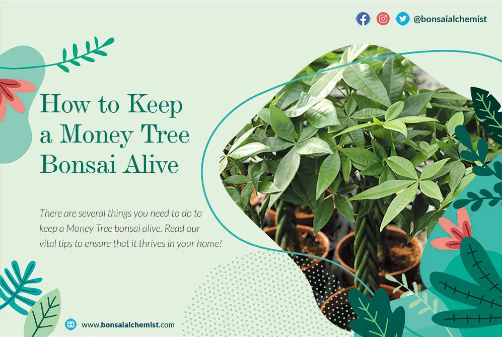 Keep a Money Tree Bonsai Alive