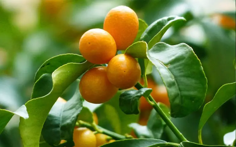 Kumquat Tree