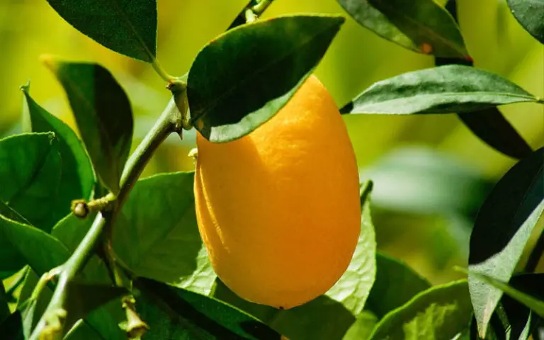 Kumquat Tree