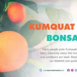 Kumquat Tree