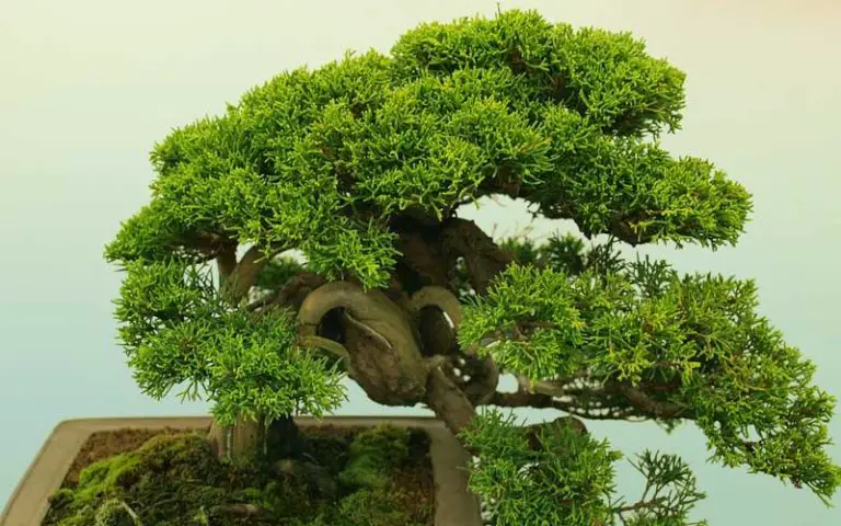 bonsai in Armenia