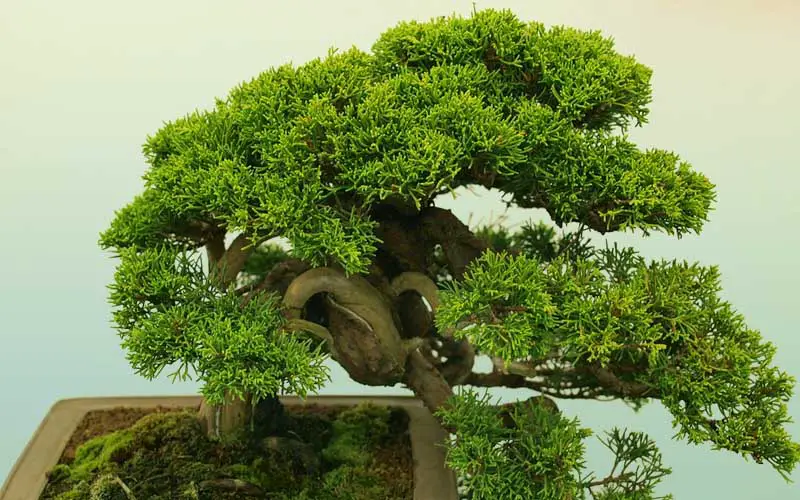 Most Popular Bonsai in Armenia Bonsai Alchemist