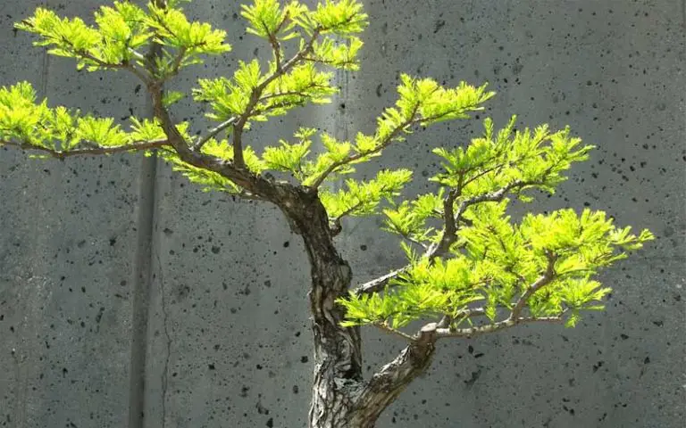 bonsai in Armenia