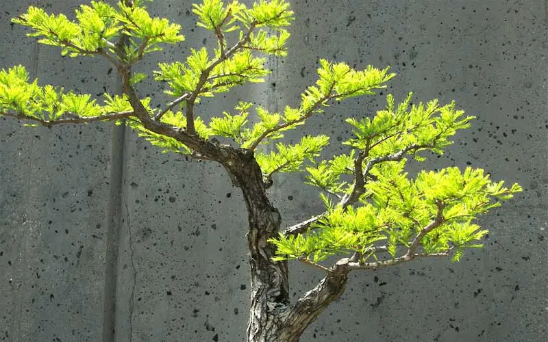 Most Popular Bonsai in Armenia Bonsai Alchemist
