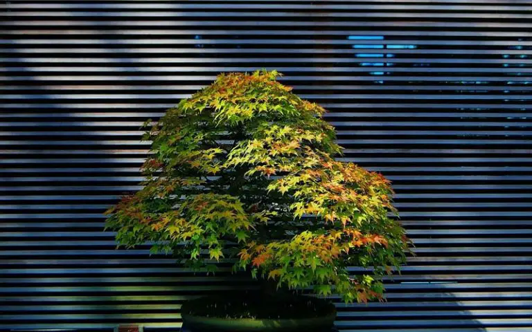 bonsai in Armenia