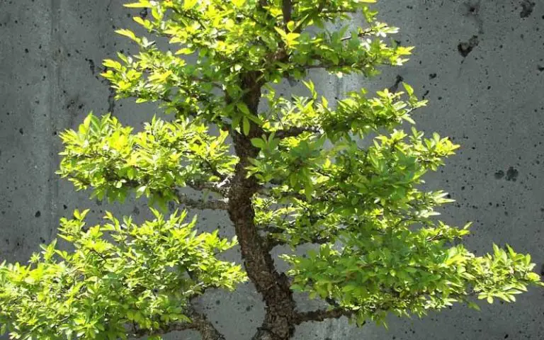 bonsai in Australia