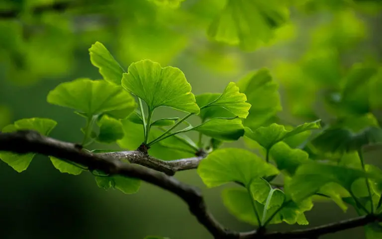 bonsai in China