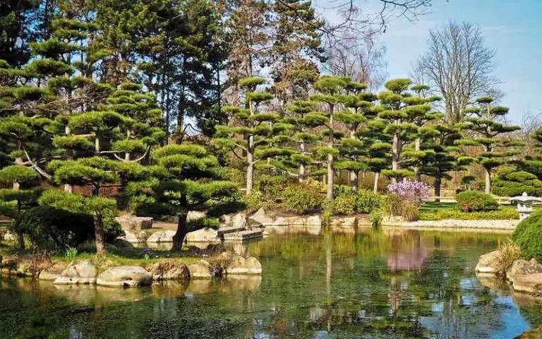 bonsai in Japan
