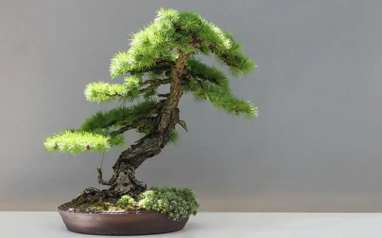 bonsai in Japan