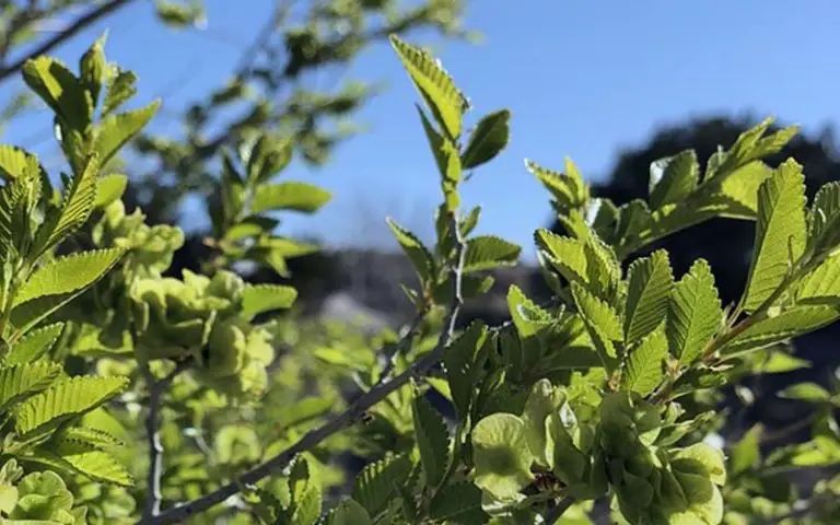 bonsai in South Africa