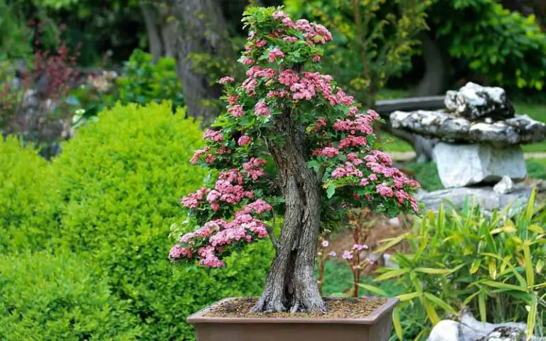 bonsai in the United Kingdom