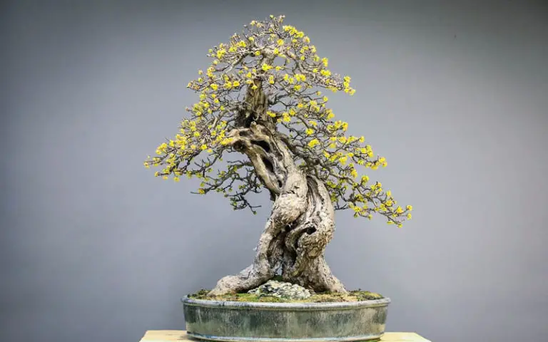 bonsai in the United Kingdom