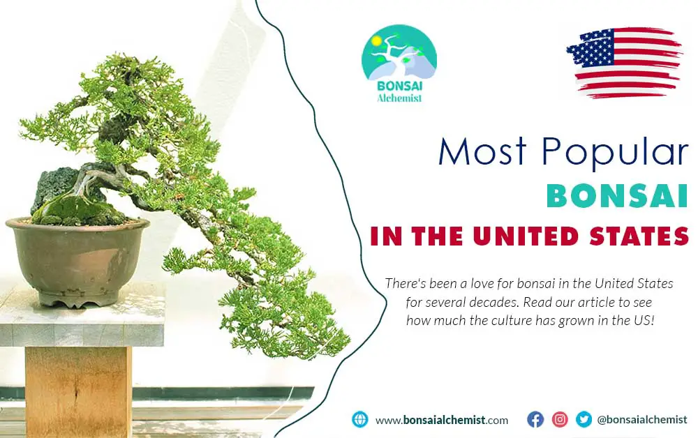 bonsai in the United States