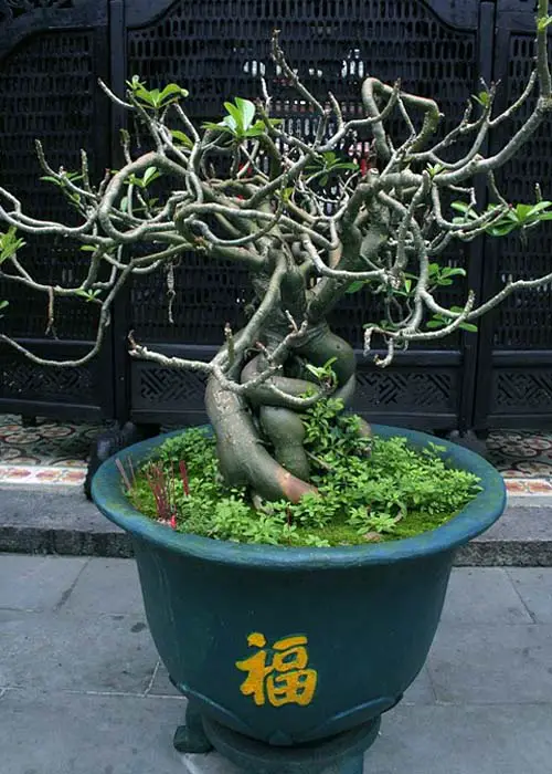 bonsai in the United States