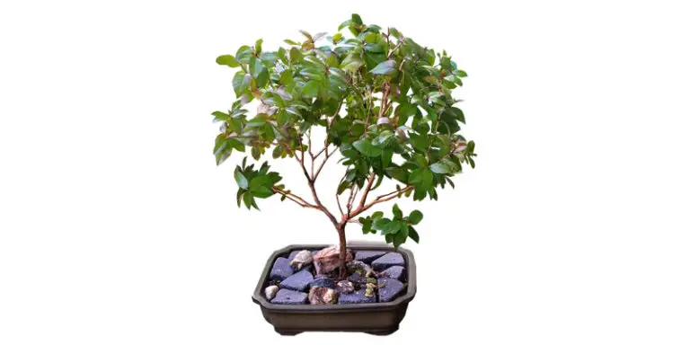 bonsai trees for beginners