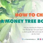 choose a Money Tree bonsai