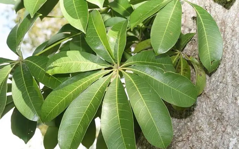 choose a Money Tree bonsai