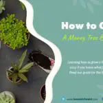 grow a money tree bonsai
