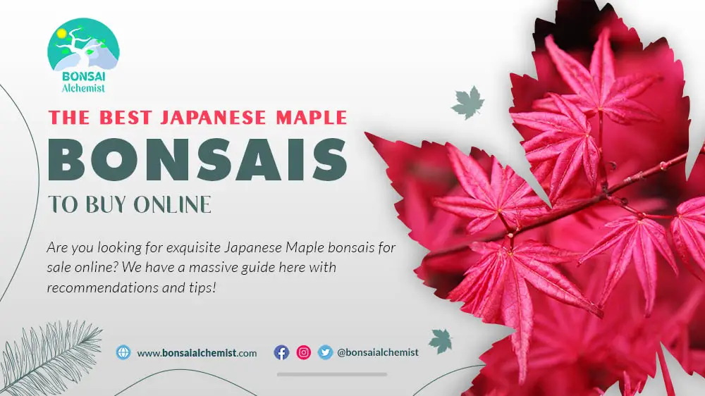 japanese maple bonsais