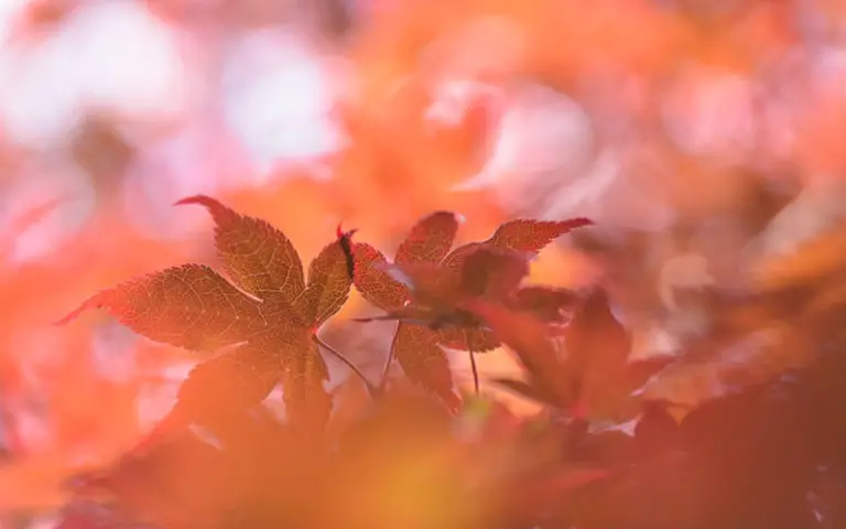 japanese maple bonsais