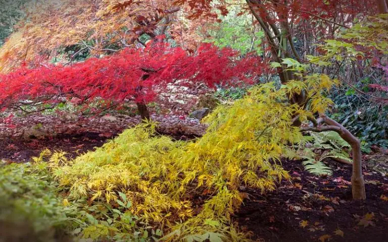 japanese maple bonsais