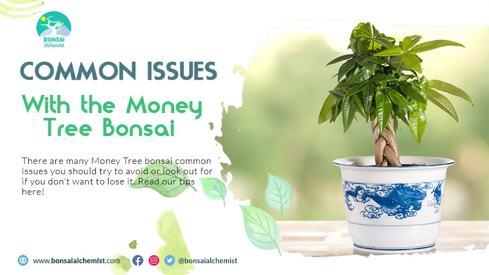 money tree bonsai common issues