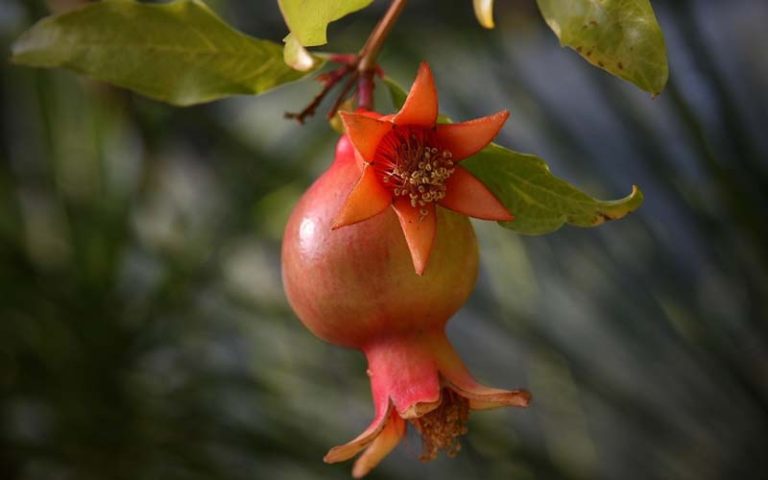 pomegranate bonsai