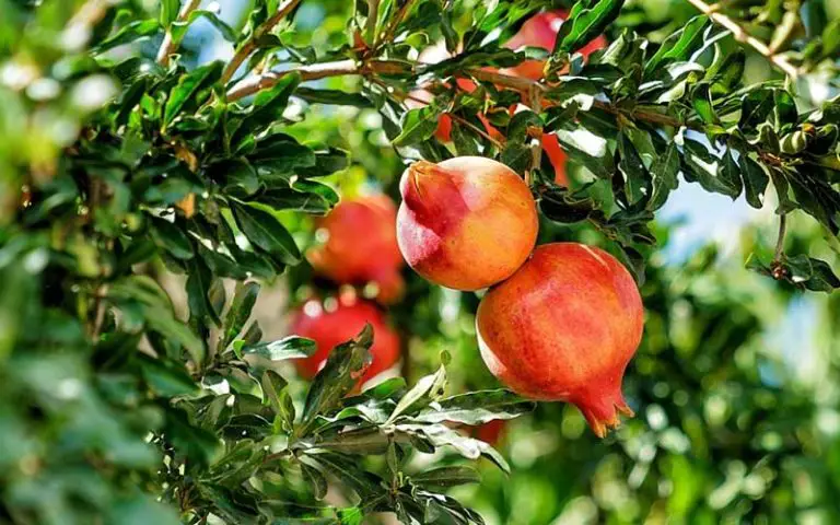 pomegranate bonsai