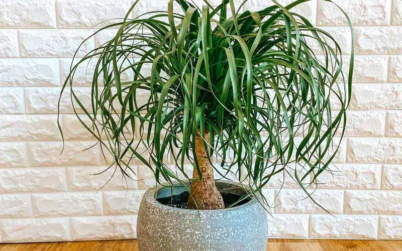 ponytail palm