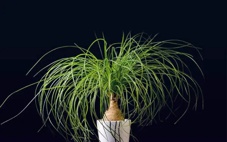 ponytail palm