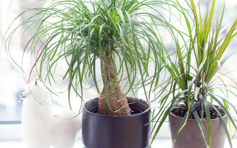 ponytail palm