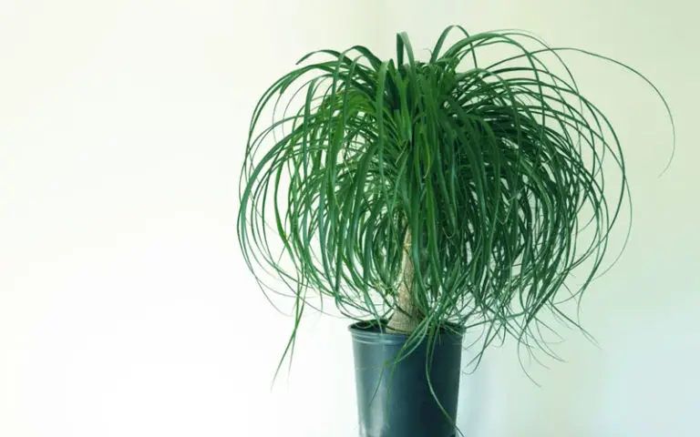 ponytail palm