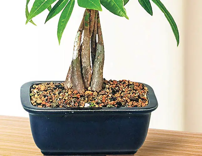 thicken a money tree bonsai trunk