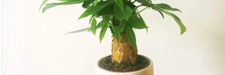 thicken a money tree bonsai trunk