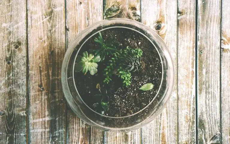 Bonsai Terrarium