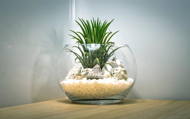 Bonsai Terrarium