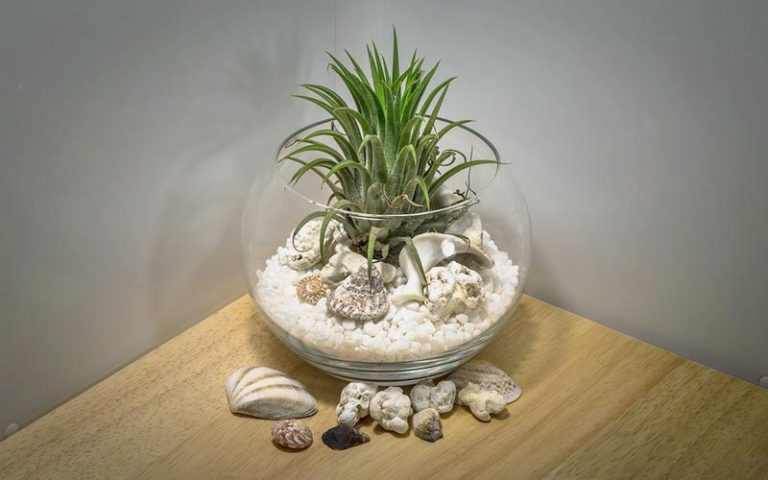 Bonsai Terrarium