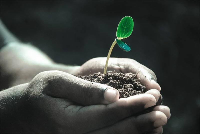 Bonsai Tree Care