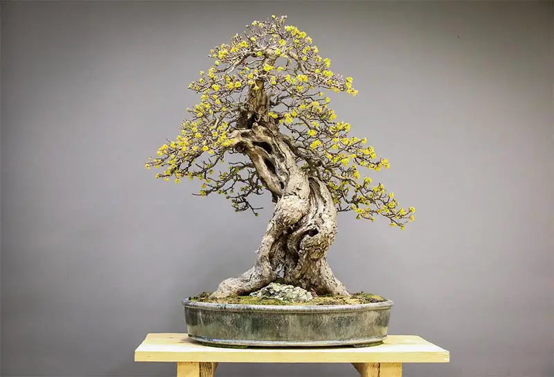 Bonsai Tree Care