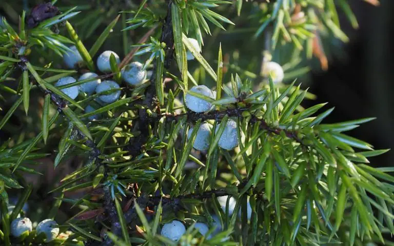 Choose a Juniper Bonsai